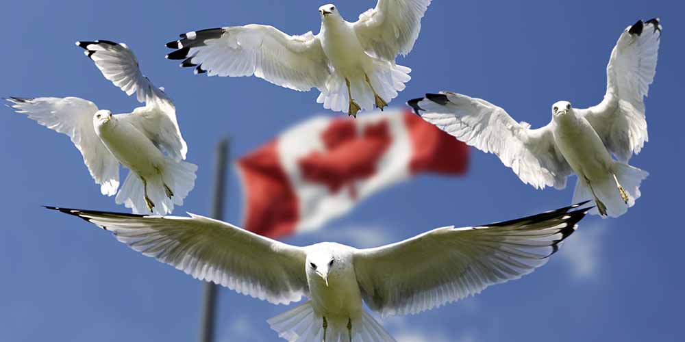 Canadá se abre a los inmigrantes por pragmatismo y solidaridad