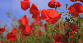 Alergia primaveral: consejos para un problema de narices