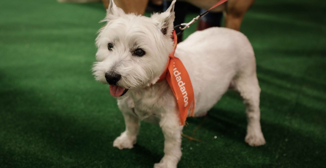 Animaladas electorales