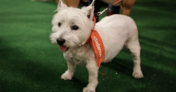 Animaladas electorales