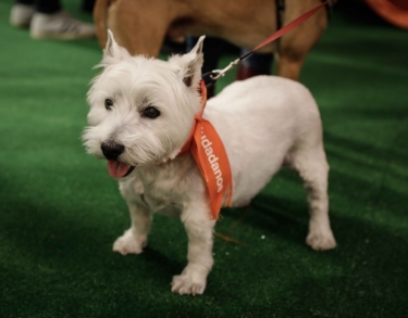 Animaladas electorales