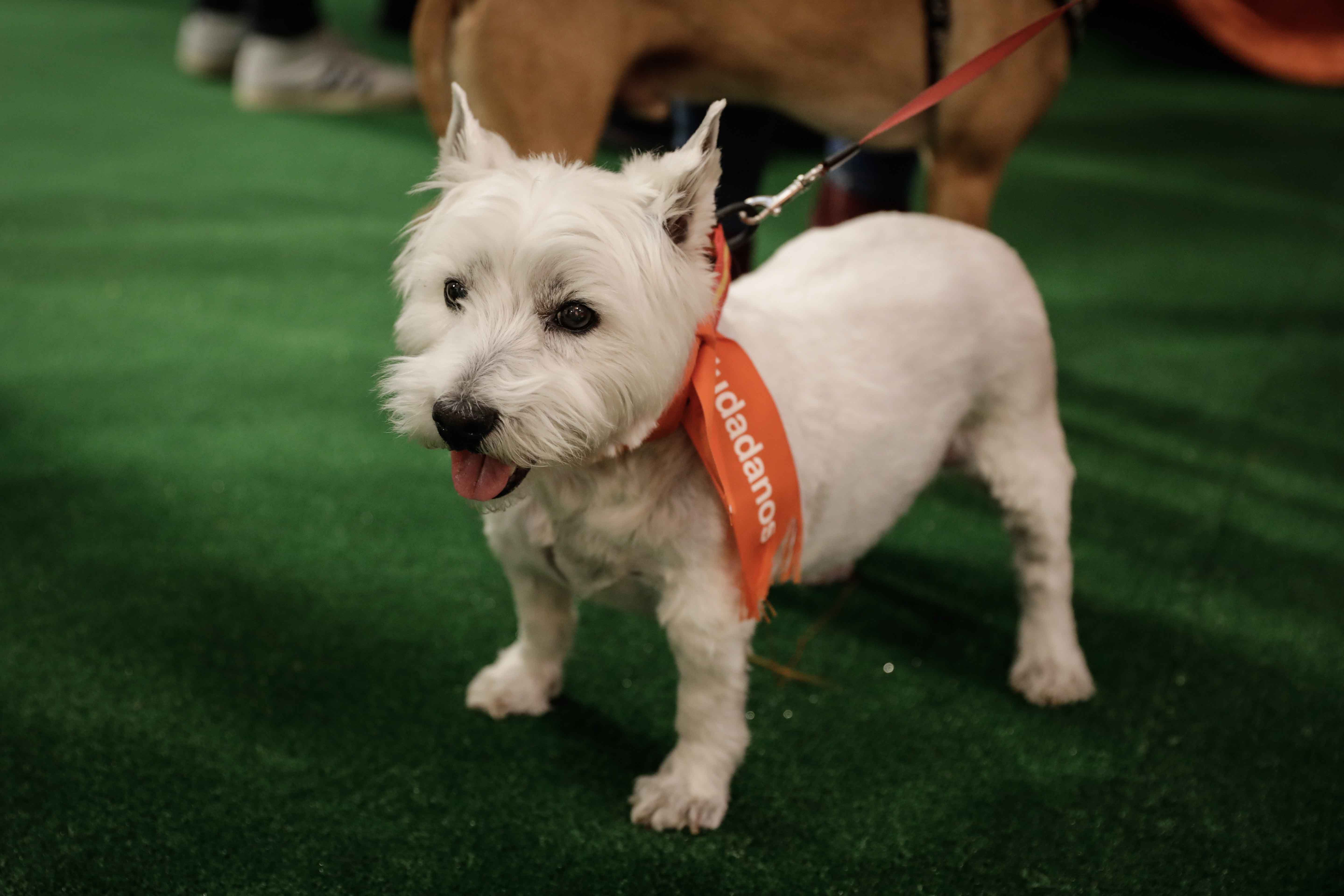 mascotas en campaña