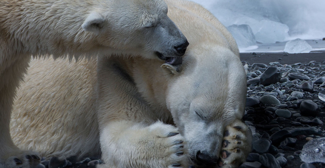 Al borde de la extinción. Un millón de especies amenazadas