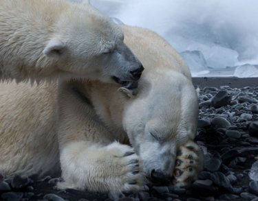 Al borde de la extinción. Un millón de especies amenazadas