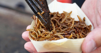 Insectos, la comida del futuro llega en “envases” diminutos