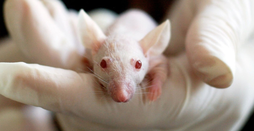 Súper Ratón a la vista. Japón investiga con híbridos de humano y animal