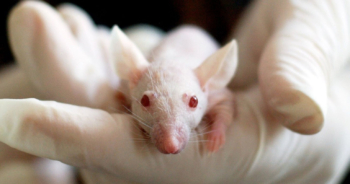 Súper Ratón a la vista. Japón investiga con híbridos de humano y animal