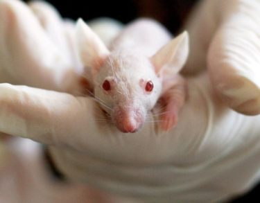 Súper Ratón a la vista. Japón investiga con híbridos de humano y animal