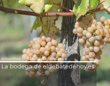 Pazo de Rubianes, el albariño nacido de la pasión por las camelias