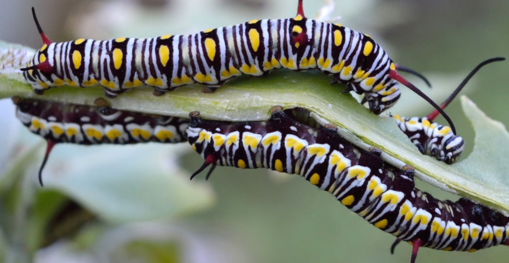 El riesgo de las orugas