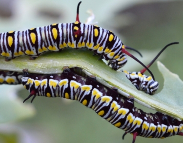 El riesgo de las orugas