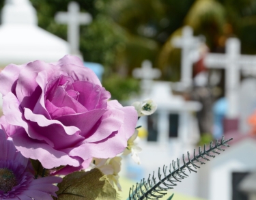 Una alegría en observación