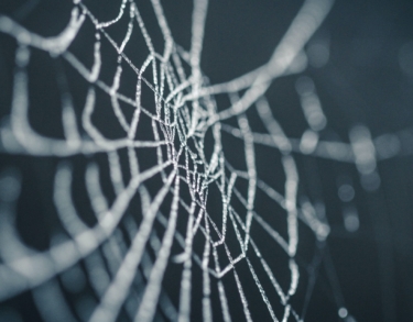 Telarañas de España y el género de la Transición