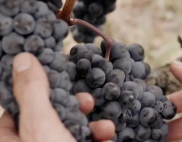 La recuperación de un tesoro vinícola de 1970