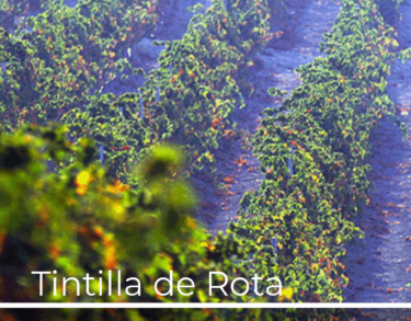 Tintilla de Rota, la recuperación de la memoria y la tradición