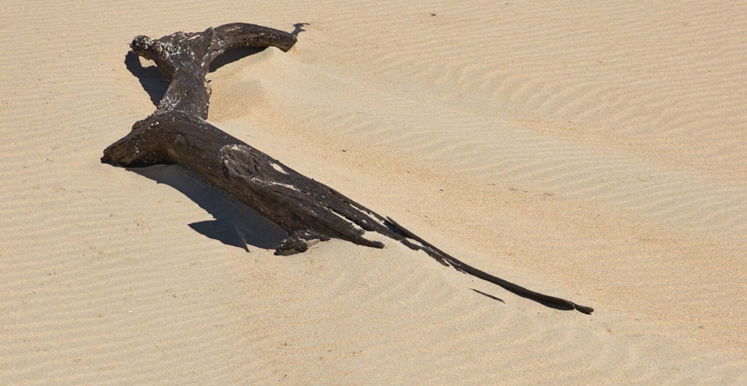 Traducción y creación