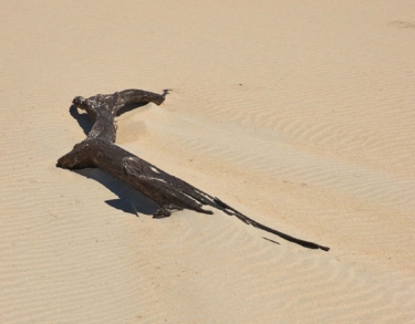 Traducción y creación