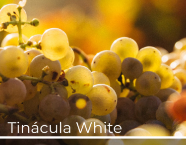 Un vino de hoy en ánforas y tinajas con historia